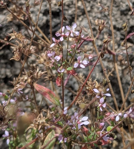 Mountain clarkia (Clarkia heterandra)