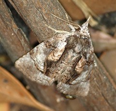 Gallaba eugraphes