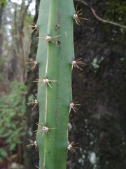 Disocactus