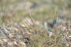 Stipa glareosa