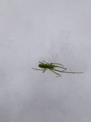 Tetragnatha viridis