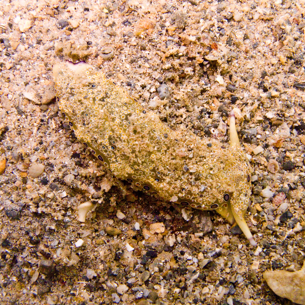 Plakobranchus
