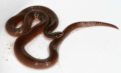 Common Wormsnake