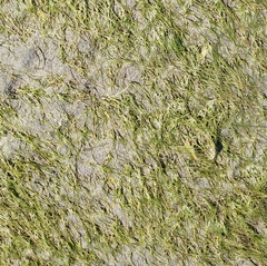 Zostera japonica