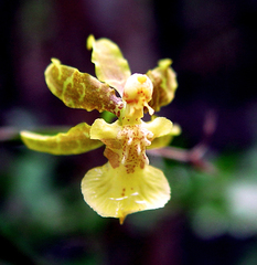 Oncidium ensatum