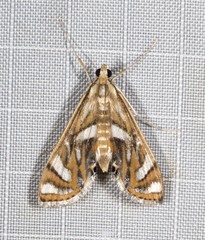 Margarosticha euprepialis
