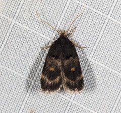 Cophomantella lychnocentra