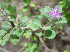 Gymnanthemum amygdalinum