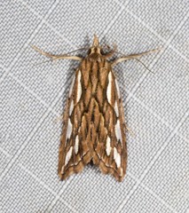 Meyrickella torquesauria