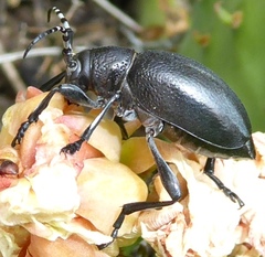 Moneilema semipunctatum