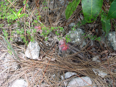 Pithecellobium histrix