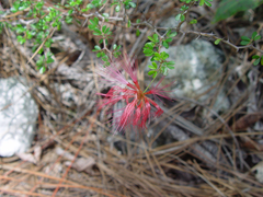 Pithecellobium histrix