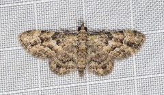 Gymnoscelis lophopus