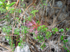 Pithecellobium histrix