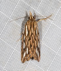 Meyrickella torquesauria