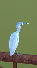 Egretta caerulea