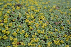 Azorella trifurcata