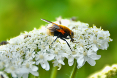 Mesembrina decipiens