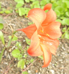 Cyrtanthus sanguineus