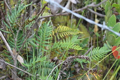 Pleopeltis orientalis
