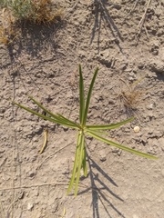 Asclepias labriformis