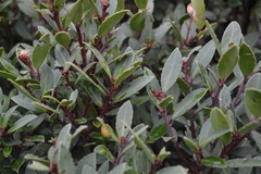 Maytenus magellanica