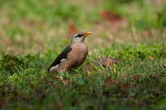 Acridotheres leucocephalus