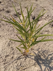 Asclepias labriformis
