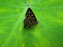 Dodona eugenes esakii