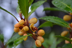 Maytenus magellanica