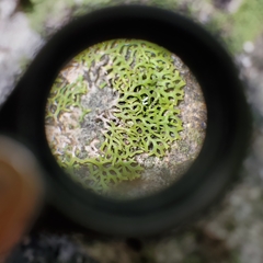 Speerschneidera euploca