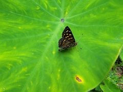 Dodona eugenes esakii
