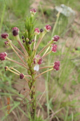 Zaluzianskya elongata