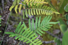 Pleopeltis orientalis