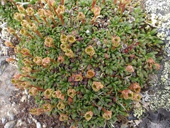 Diapensia lapponica