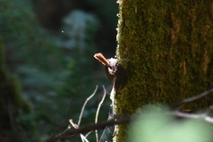 Troglodytes pacificus