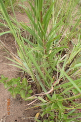 Zaluzianskya elongata