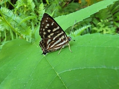 Dodona eugenes esakii