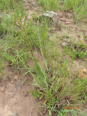 Zaluzianskya elongata
