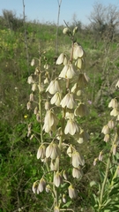 Fritillaria persica