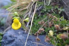 Calceolaria tenella