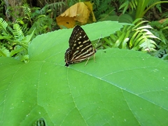 Dodona eugenes esakii