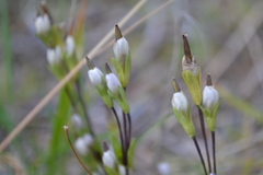 Gentianella magellanica