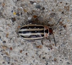 Kuschelina petaurista