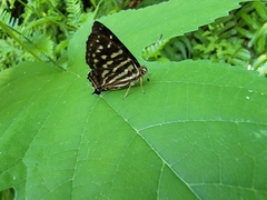 Dodona eugenes esakii