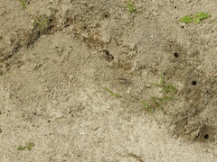Ellipsoptera macra