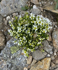 Mononeuria groenlandica