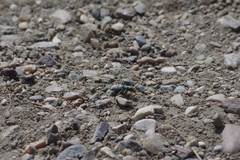 Cicindela decemnotata
