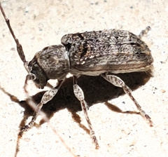 Ecyrus dasycerus