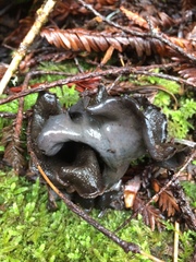 Craterellus cornucopioides